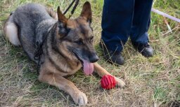 Полиция с собакой проверяет палатки на Positivus: найдены наркотики