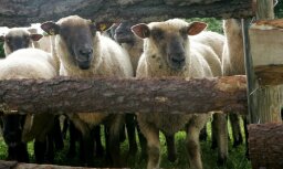 Saimniecībā Raunas pagastā kaimiņu suņi nokož 24 aitas