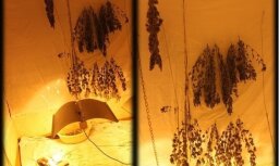 Dzīvoklī Daugavpilī uziet marihuānas audzētavu