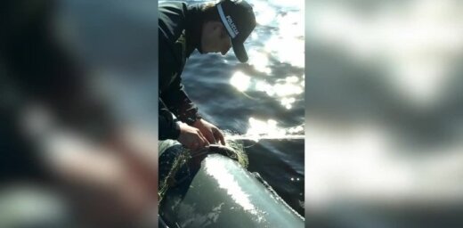 Kārtības sargi no maluzvejnieku nagiem Buļļupē izglābj 32 zivis