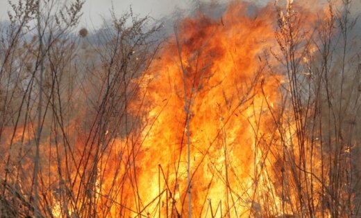 В Латвии массово жгут старник: за сутки сгорело 2 га прошлогодней травы