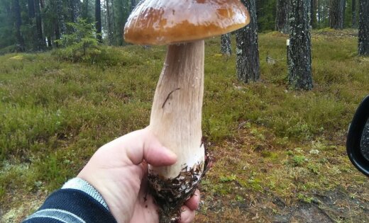 ФОТО: Боровик весом килограмм. Читатели рассказывают, где растут гигантские грибы