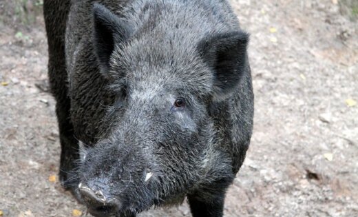 В Латвии африканская чума свиней констатирована еще у 30 кабанов
