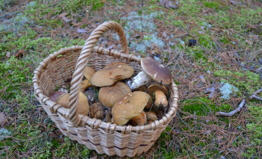 ФОТО: В ноябре читатели все еще собирают полные корзинки грибов