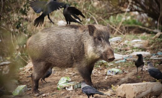 Под Сигулдой распространяется чума свиней: за неделю — еще 13 случаев