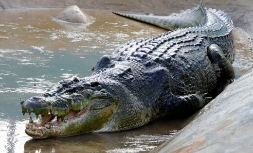 Attēlu rezultāti vaicājumam “krokodils”