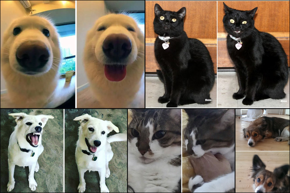 Интернет доказал, что доброе слово приятно только собаке, а кошкам — все равно (17 фото)