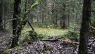 Igaunijā meža zemes cenas ir gandrīz divas reizes augstākas nekā Latvijā