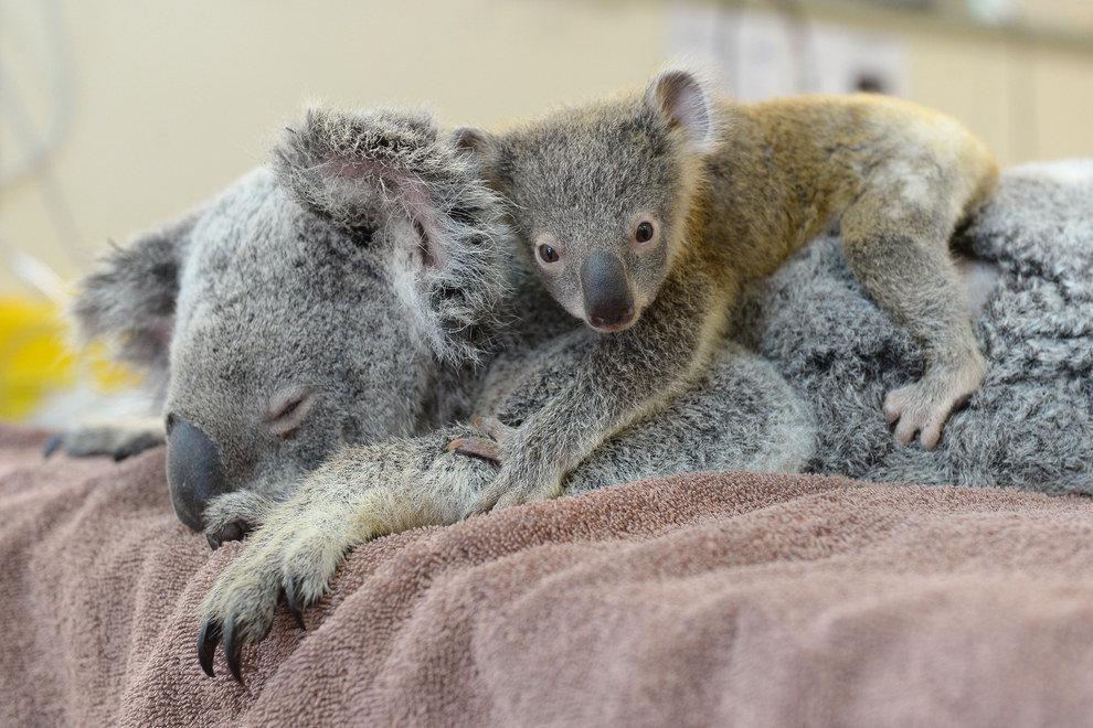 Aizkustinošs stāsts: koalas mazulis operācijas laikā sargā mammu