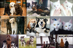 До и после: 10 фото друзей-животных, которые выросли вместе