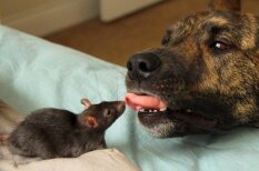 Ļoti jaukas draudzības stāsts: maza žurciņa un milzīgs suns