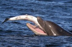 Briesmoņi, kas dzīvo jūrā: izbadējies delfīns aprij lasi