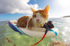 Сидишь в сугробе? А вот одноглазый гавайский кот-серфер берет от жизни все!