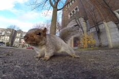 ВИДЕО: Белка украла камеру GoPro - отомстила человеку, который смеялся над ней