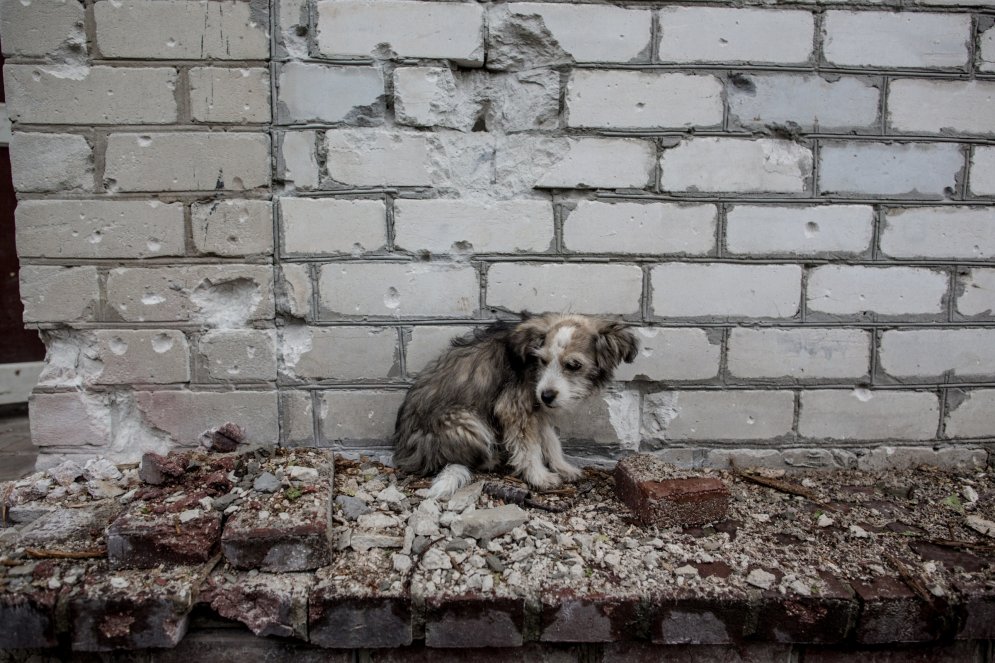 Uzticami suņi Ukrainā paliek bez mājām