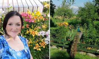 Kristīnas dārzs Gudeniekos ar dzīviem pāviem, sapītām narcisēm un papagaiļknābi