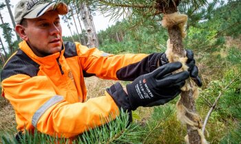 Jaunaudžu aizsardzība un kopšana: kā paglābt kociņus no dzīvnieku postījumiem
