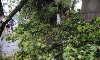 Rīgā plānots nozāģēt vēl vismaz 358 bīstamos kokus