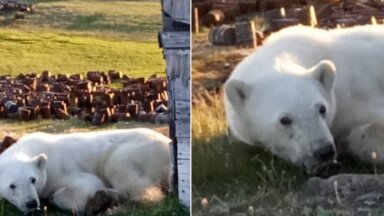 Московские ветеринары летят в Сибирь вытаскивать банку сгущенки из пасти белого медведя