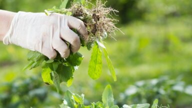 Пять сорняков, указывающих на проблемы с почвой в вашем саду