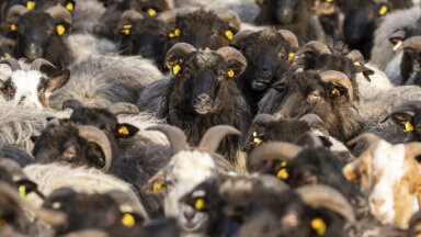 ФОТО. 700 овец выступили в поддержку вакцинации
