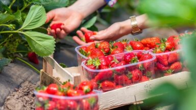 21 клубничное поле в Латвии, где можно собрать ягоды своими собственными руками