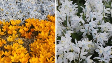 ФОТО: В Цесисе расцветает самая большая в мире коллекция крокусов и множество других цветов