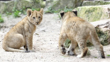 ФОТО. Родившихся в Рижском зоопарке львят назвали Варисом и Тейкой