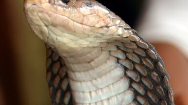 Королевская кобра совершила побег из террариума Стокгольмского зоопарка