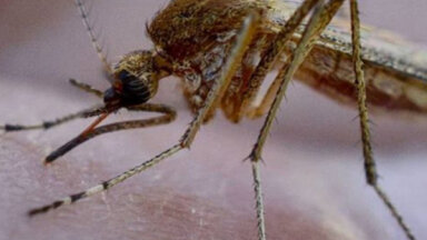 На Майорке обнаружен комар, которому 247 миллионов лет