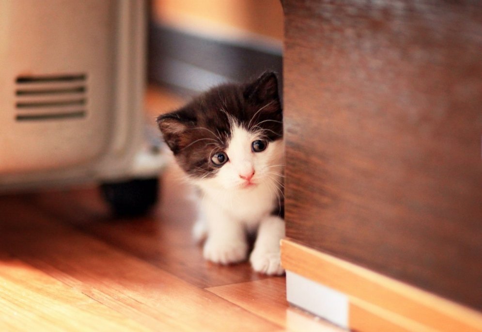ФОТО: 15 очаровательных котят, которые скрасят этот хмурый понедельник