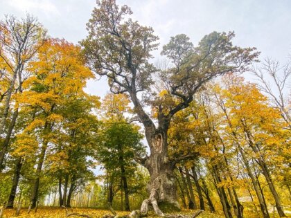 Par dižkoku nociršanu pēdējo divu gadu laikā sāktas deviņas krimināllietas