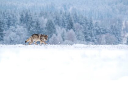 Divi vilki līdz sezonas beigām; ziņošana gan jāturpina