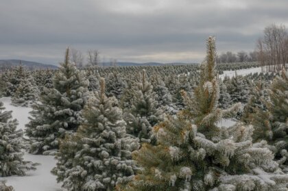 В поисках елочки: 18 питомников, где можно купить выращенную в Латвии ель