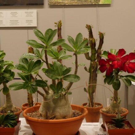 Foto: Kaktusu un sukulentu pārsteidzošā dažādība izstādē Dabas muzejā