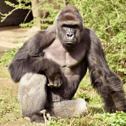 Sinsinati zoodārzā nošauj gorillu, jo tās aplokā iekļuva četrgadīgs zēns