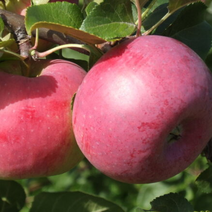 Piecas ābolu šķirnes, kas piemērotas glabāšanai un baudīšanai ziemā