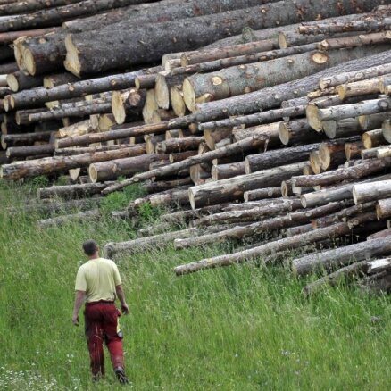 В Латвии разрешат вырубку молодых лесов для производства щепы