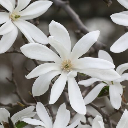 Foto: Skaistā magnoliju ziedēšana Rīgā