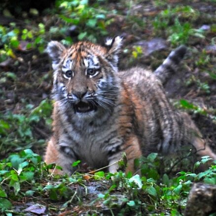 Наблюдать за амурским тигренком в зоопарке можно будет через интернет