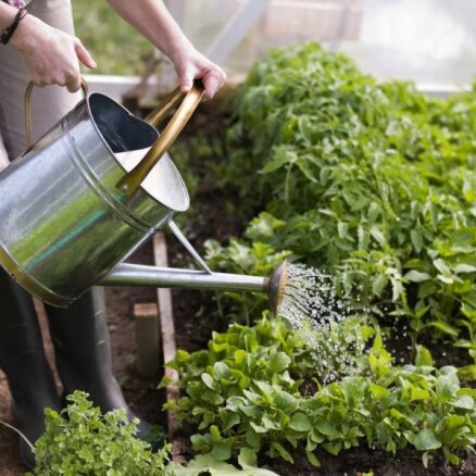 Kļūdas dārzeņu stādīšanā un kopšanā, kuras pieļauj pat pieredzējuši dārznieki