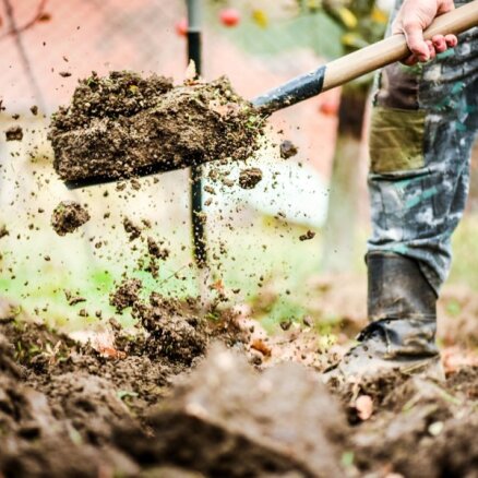 Dārza darbi rudenī: no siltumnīcas dezinficēšanas līdz augsnes pabarošanai
