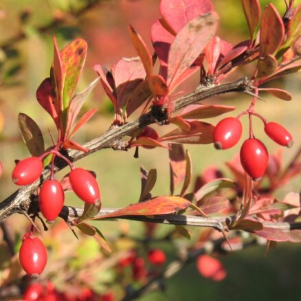 ФОТО. Осенняя красота: Коллекция барбариса в Национальном ботаническом саду в Саласпилсе