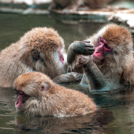 Kāpēc esam gudrāki par citiem primātiem? Pētījumā izzina cilvēka smadzeņu noslēpumu