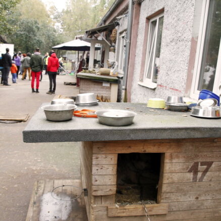 В приюте Ulubele находится 40 собак из Украины