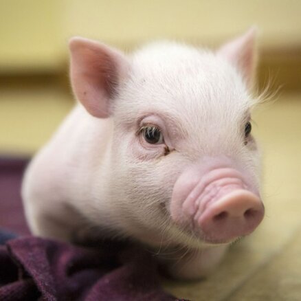 Из-за запрета России на импорт свинины убытки латвийских фермеров - свыше 13 млн. евро