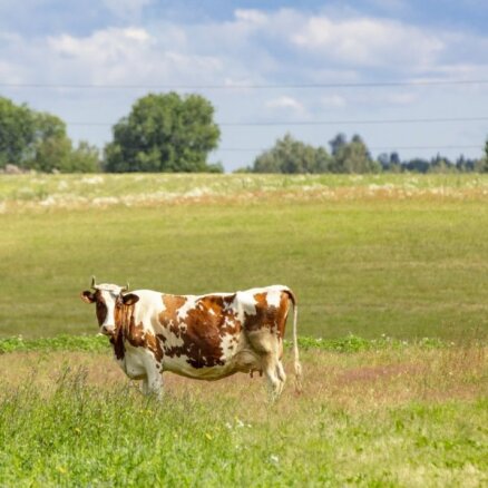 ВИДЕО: В Вакарбулли на лето "высадилось" стадо из шести коров
