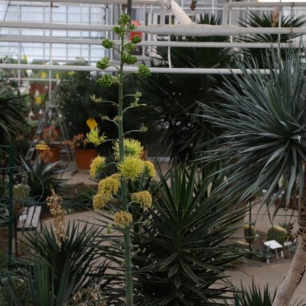 ФОТО. В Национальном ботаническом саду расцвела агава пьяниц, цветущая раз в жизни
