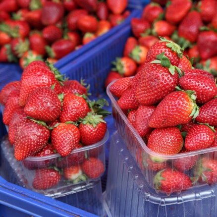Покупатели предпочитают дешевую польскую клубнику, а не выращенную в Латвии ягоду