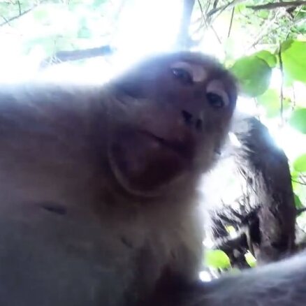 Video: Selfiju neprātā iesaistās pat mērkaķītis